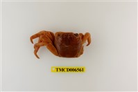 藏品(白紋方蟹)的圖片